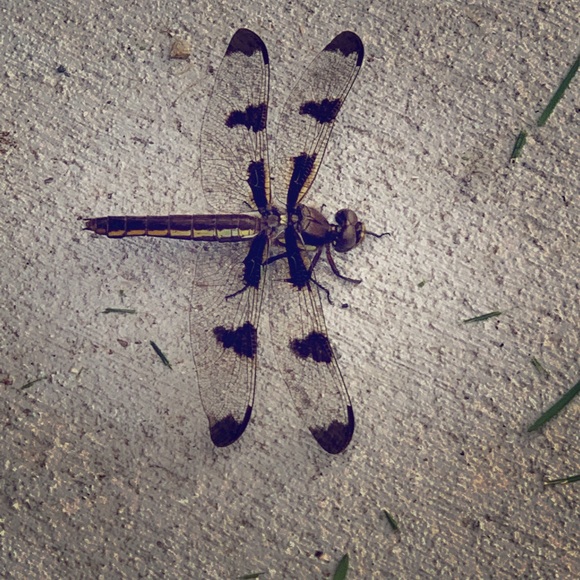 Meet Your Posher, Keeley - Picture 3 of 8